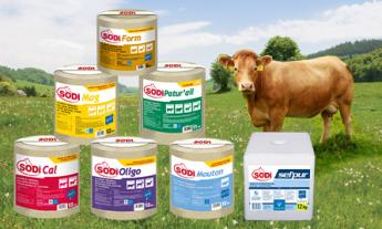 le groupe salins