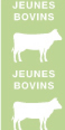 picto jeunes bovins